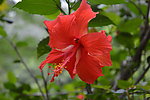 扶桑花