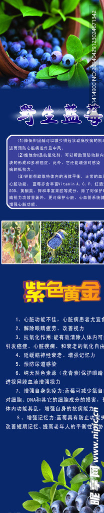 紫色黄金 蓝莓