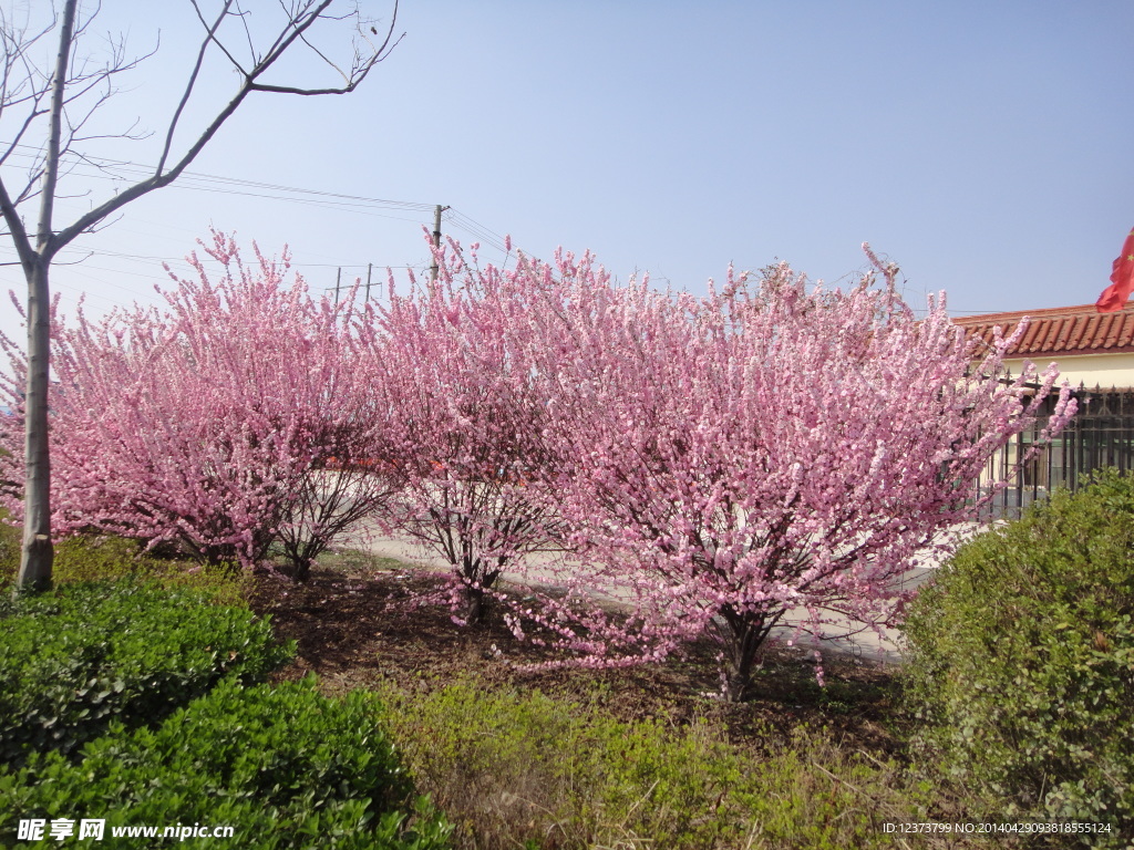 桃花 春天
