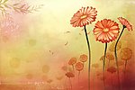 菊花背景