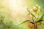 百合花