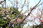 梅花盛开