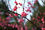 梅花 梅园 无锡梅花