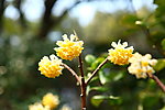 梦花
