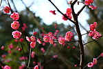 梅花