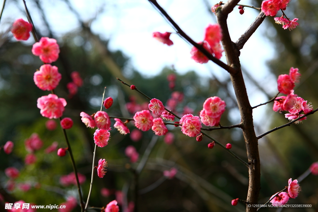 梅花