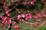 蝴蝶采梅花
