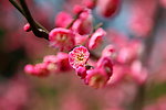 梅花