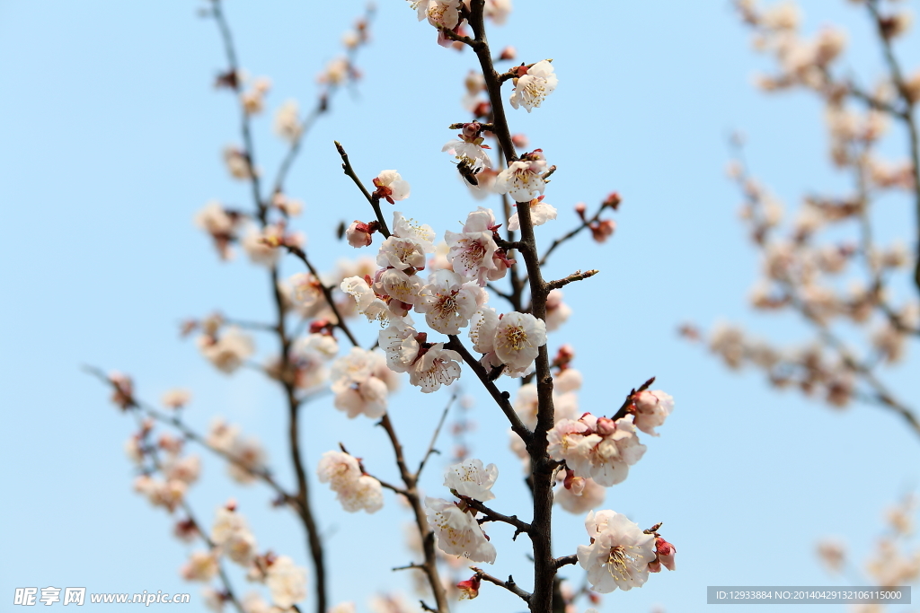 梅花