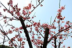 梅花 梅园 无锡梅花