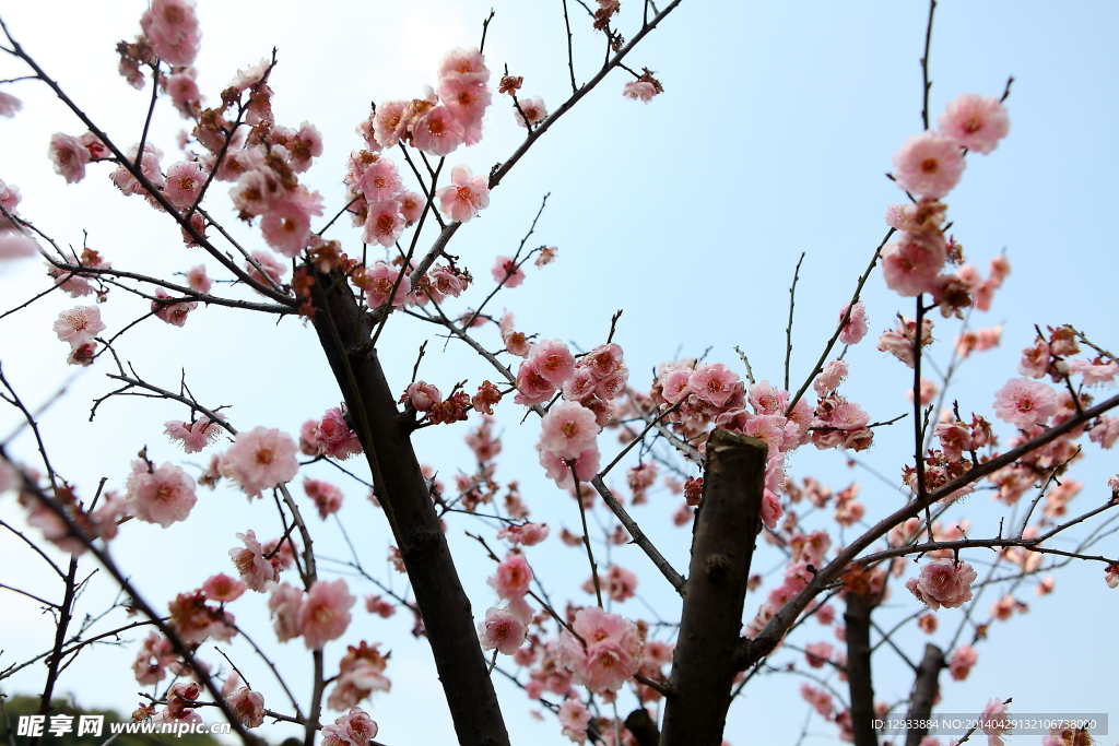 梅花 梅园 无锡梅花