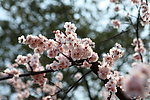 梅花 梅园 无锡梅花