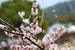 梅花 梅园 无锡梅花