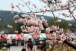梅花 梅园 无锡梅花