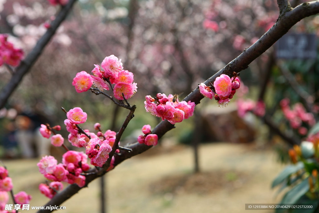 梅花 梅园 无锡梅花