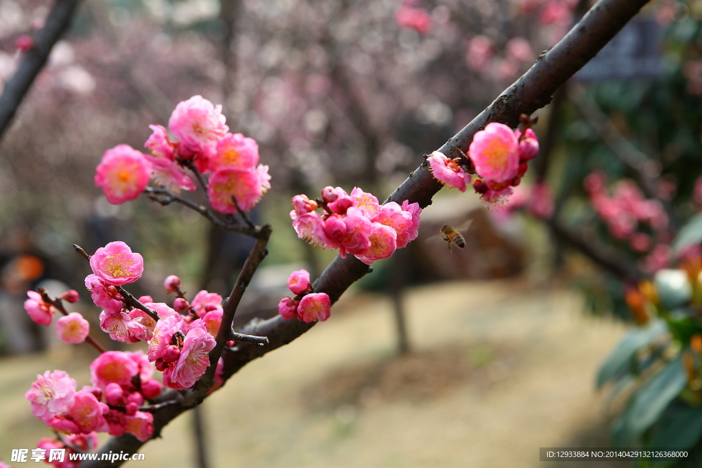 梅花 梅园 无锡梅花