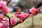 梅花 梅园 无锡梅花