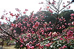 梅花 梅园 无锡梅花