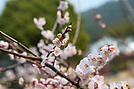 梅花 梅园 无锡梅花
