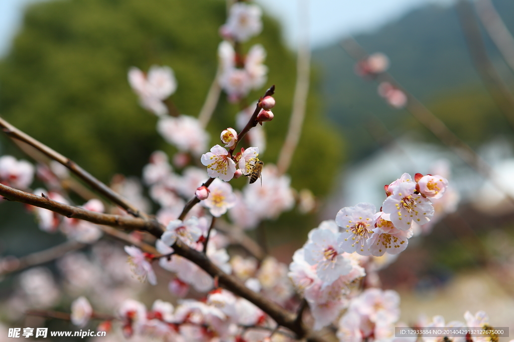 梅花 梅园 无锡梅花