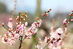 梅花 梅园 无锡梅花