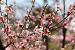梅花 梅园 无锡梅花