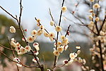 梅花 梅园 无锡梅花
