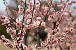 梅花 梅园 无锡梅花