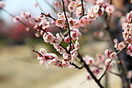 梅花 梅园 无锡梅花
