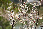 梅花 梅园 无锡梅花