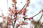梅花