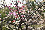 梅花 梅园 无锡梅花