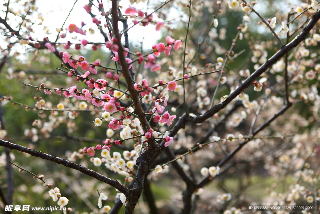 梅花 梅园 无锡梅花