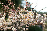 梅花 梅园 无锡梅花