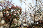 梅花 梅园 无锡梅花