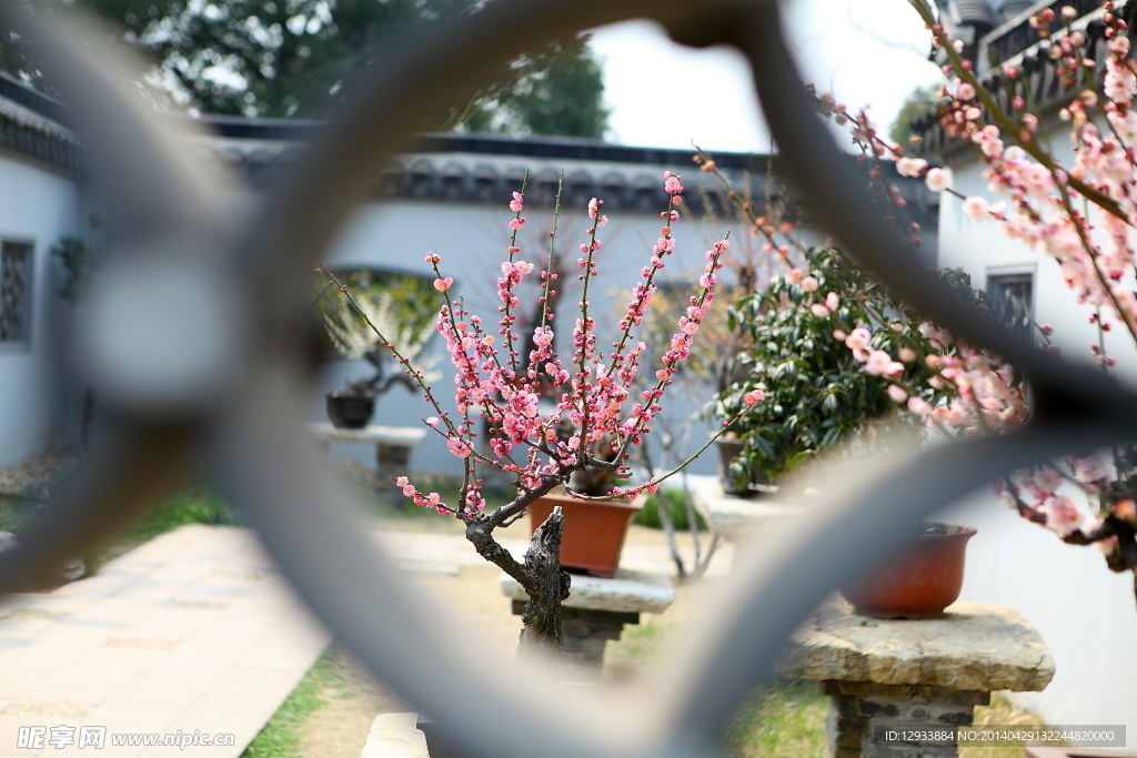 梅花盆景 梅园梅花