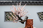 梅花盆景精品