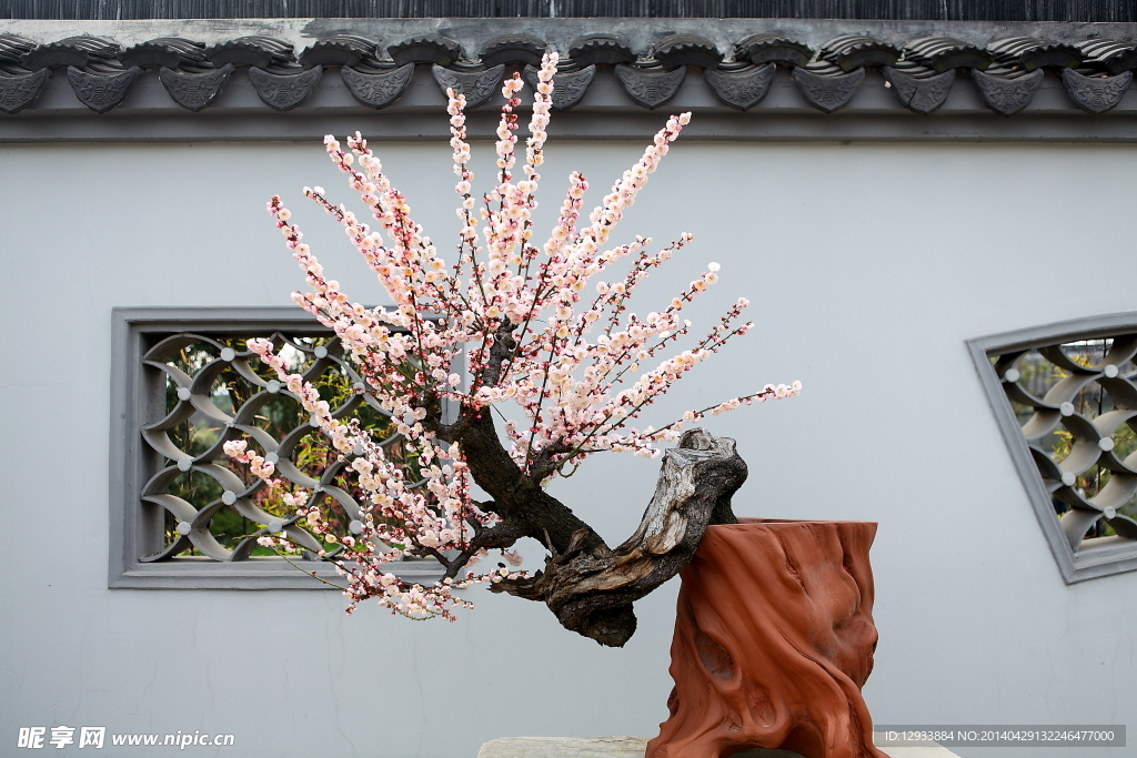 梅花盆景精品