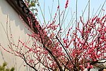 梅花 梅园 无锡梅花