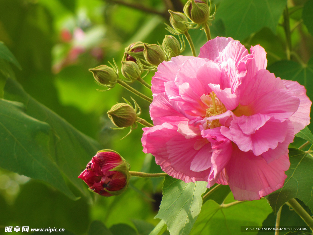 木芙蓉
