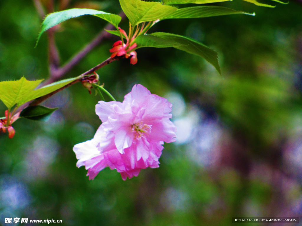 樱花