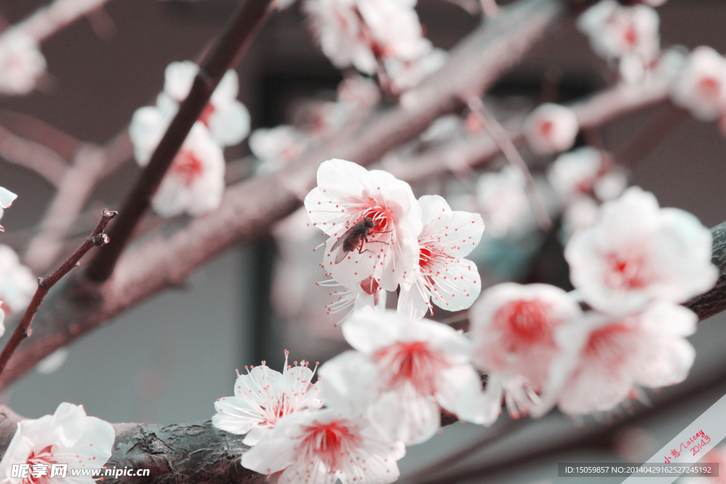 桃花朵朵开