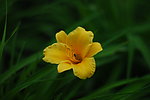 花儿