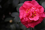 茶花摄影图片