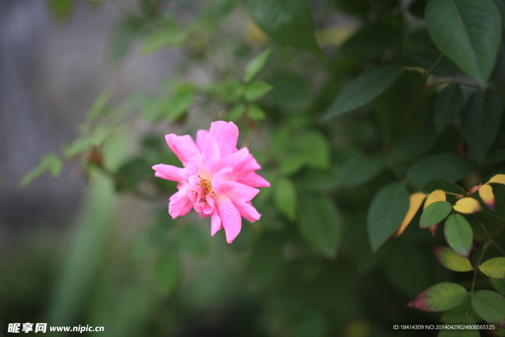 鲜花