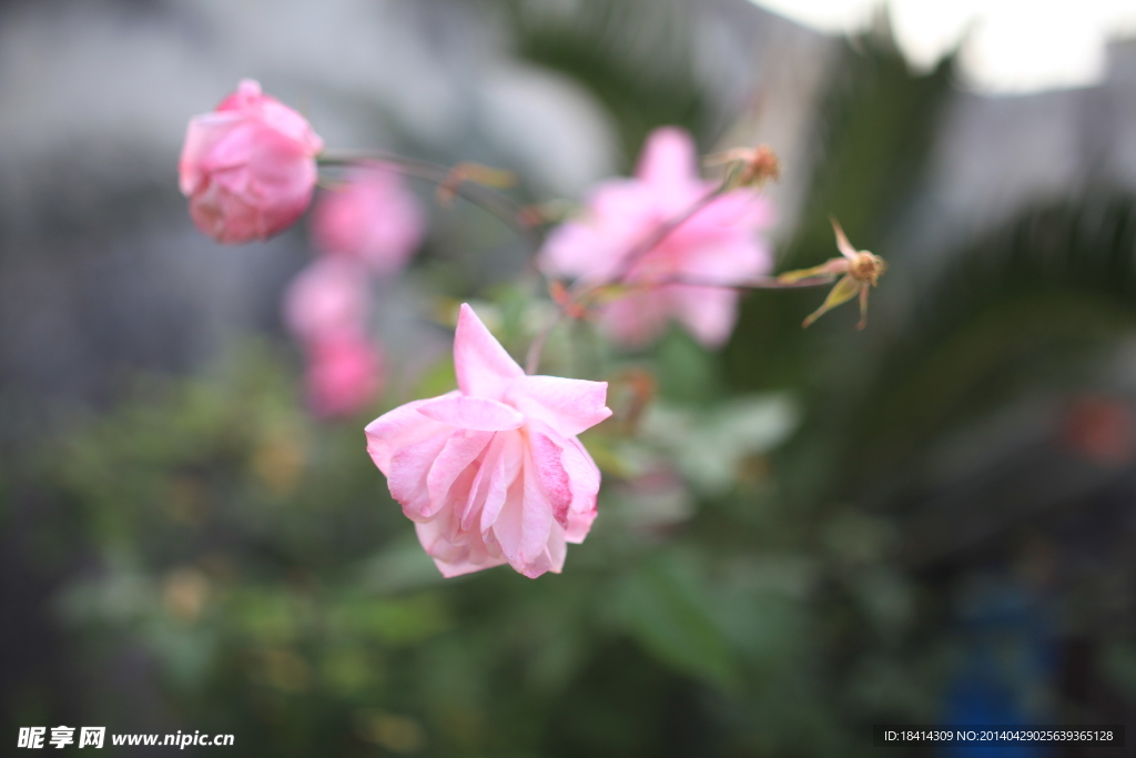 鲜花