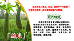丝瓜