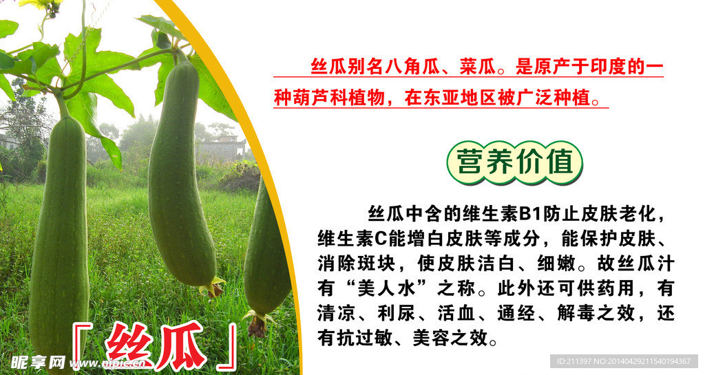 丝瓜