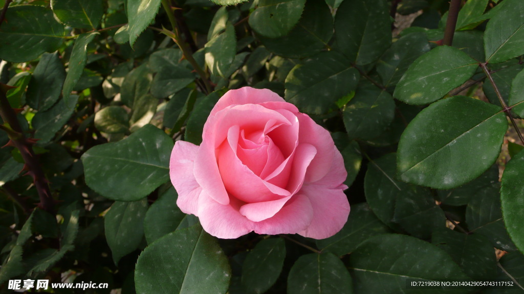 月季花