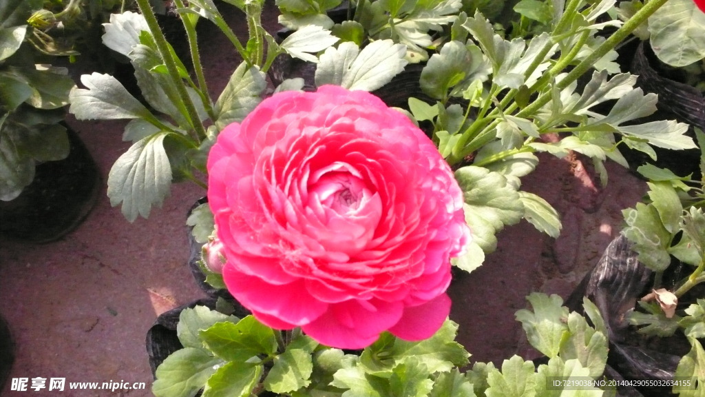 花毛茛